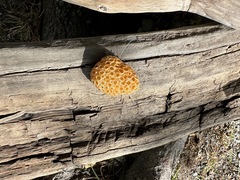 Cyttaria hariotii