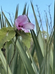 Hibiscus furcellatus