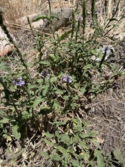 Verbena lasiostachys