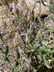 Verbena lasiostachys