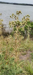 Eryngium horridum