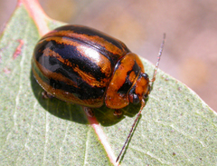 Paropsisterna stygia