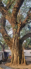 Ficus religiosa