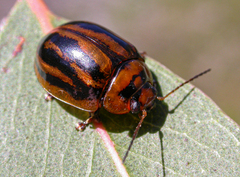 Paropsisterna stygia