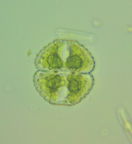 Cosmarium botrytis var. subtumidum