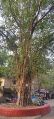 Ficus religiosa