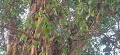 Ficus religiosa