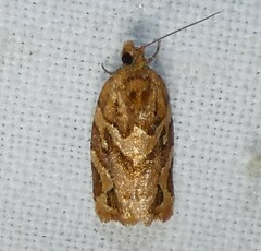 Argyrotaenia tabulana