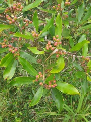 Tristaniopsis laurina