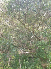 Tristaniopsis laurina