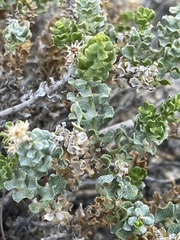 Ericameria cuneata
