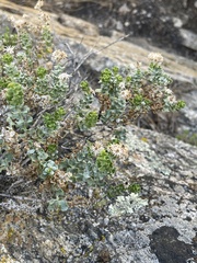 Ericameria cuneata