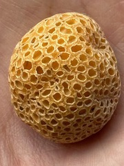 Cyttaria hariotii