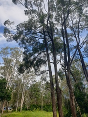 Casuarina cunninghamiana