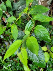 Solanum schlechtendalianum