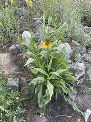 Helenium bigelovii
