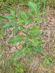 Cupaniopsis anacardioides
