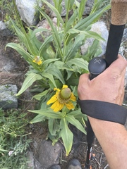 Helenium bigelovii
