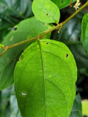 Solanum schlechtendalianum