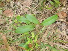 Cryptocarya triplinervis