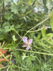 Geranium californicum