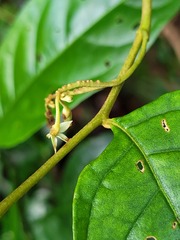 Solanum schlechtendalianum
