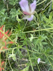 Geranium californicum