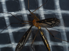 Nephrotoma australasiae