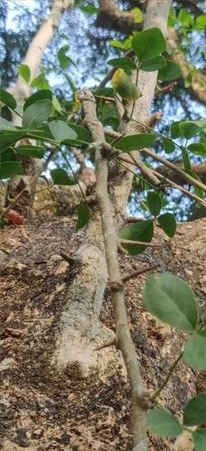 Image of Aegle marmelos by (c) T R Shankar Raman, some rights reserved (CC BY)