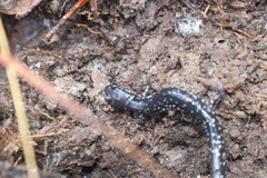 Plethodon mississippi