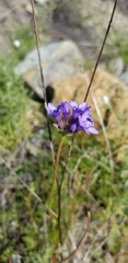 Gilia achilleifolia