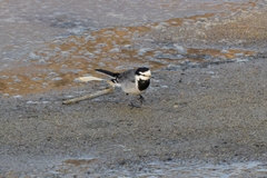 Motacilla alba lugens