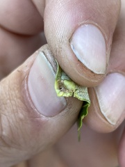 Thecabius populimonilis