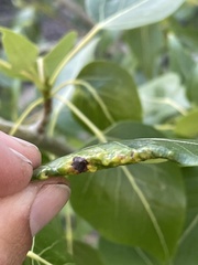 Thecabius populimonilis