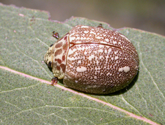 Paropsis marmorea