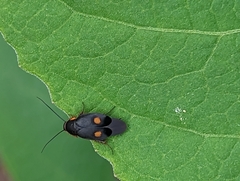 Euthyrrhapha pacifica