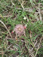 Noticastrum