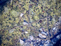 Amphiodia occidentalis