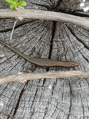 Cryptoblepharus poecilopleurus