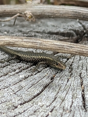 Cryptoblepharus poecilopleurus