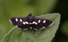 Desmia maculalis