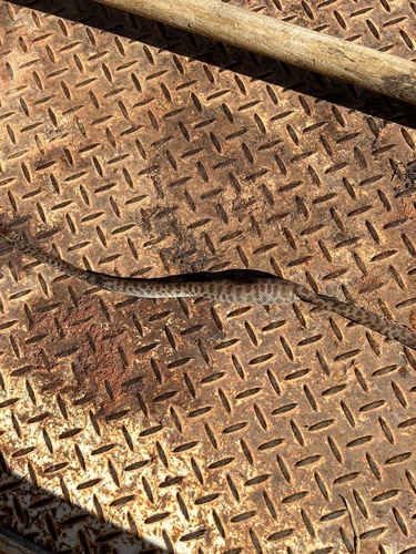 Children's Python sighting