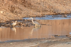 Ardea cinerea