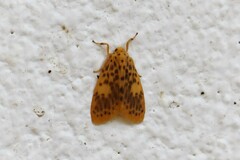 Miltochrista obsoleta