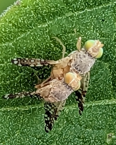 Acinia picturata observed 2023-01-31