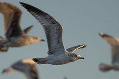 Larus delawarensis