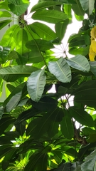 Manilkara zapota
