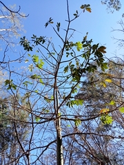 Ceiba aesculifolia