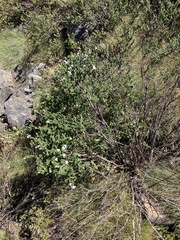 Prostanthera cuneata