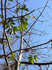 Ceiba aesculifolia